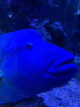 すみだ水族館に投稿された画像（2020/9/28）
