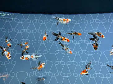 すみだ水族館に投稿された画像（2020/9/28）