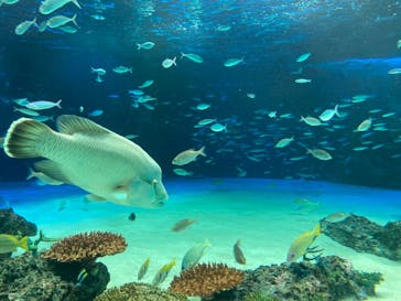 サンシャイン水族館に投稿された画像（2020/9/28）