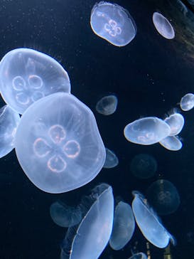 サンシャイン水族館に投稿された画像（2020/9/28）