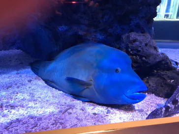 すみだ水族館に投稿された画像（2020/9/28）