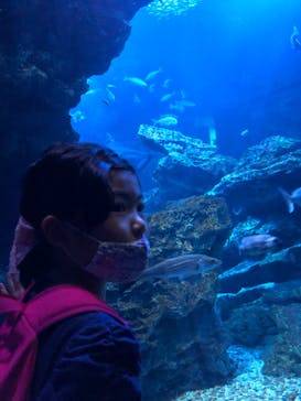 京都水族館に投稿された画像（2020/9/28）