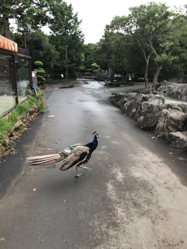 伊豆シャボテン動物公園に投稿された画像（2020/9/28）