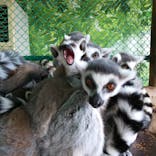 那須ワールドモンキーパークに投稿された画像（2020/9/28）