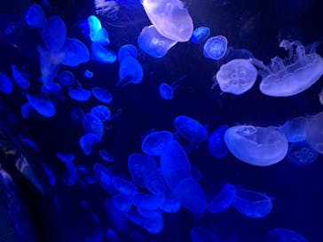 サンシャイン水族館に投稿された画像（2020/9/28）