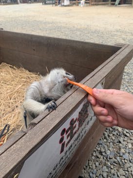 しろとり動物園に投稿された画像（2020/9/28）