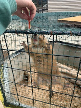 しろとり動物園に投稿された画像（2020/9/28）