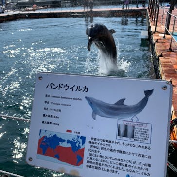 うみたま体験パーク 「つくみイルカ島」に投稿された画像（2020/9/28）