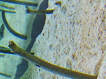 すみだ水族館に投稿された画像（2020/9/28）