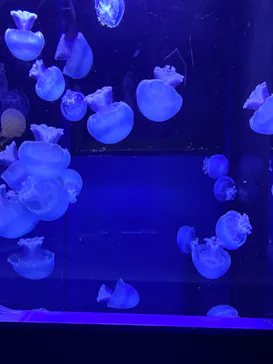 すみだ水族館に投稿された画像（2020/9/28）