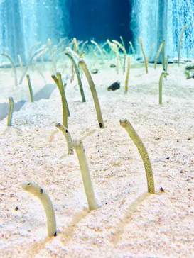 すみだ水族館に投稿された画像（2020/9/28）