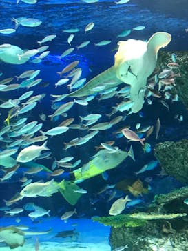 サンシャイン水族館に投稿された画像（2020/9/28）