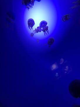 サンシャイン水族館に投稿された画像（2020/9/28）