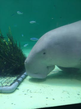 鳥羽水族館に投稿された画像（2020/9/28）