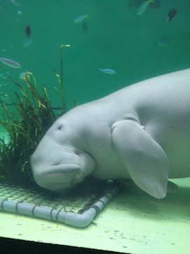 鳥羽水族館に投稿された画像（2020/9/28）