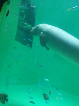 鳥羽水族館に投稿された画像（2020/9/28）