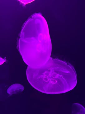 サンシャイン水族館に投稿された画像（2020/9/28）