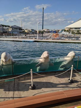 横浜・八景島シーパラダイスに投稿された画像（2020/9/28）
