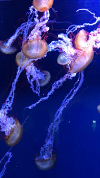 すみだ水族館に投稿された画像（2020/9/28）