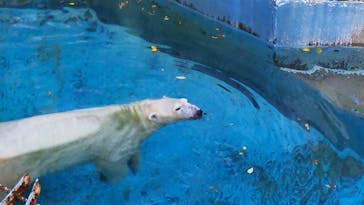 天王寺動物園に投稿された画像（2020/9/28）