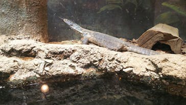 天王寺動物園に投稿された画像（2020/9/28）