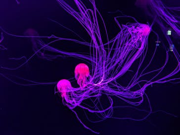 サンシャイン水族館に投稿された画像（2020/9/28）