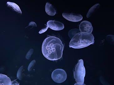 サンシャイン水族館に投稿された画像（2020/9/29）