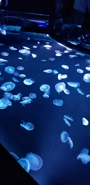 すみだ水族館に投稿された画像（2020/9/29）