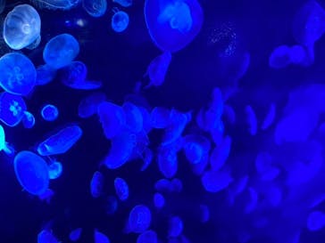 サンシャイン水族館に投稿された画像（2020/9/29）