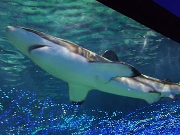 アクアワールド茨城県大洗水族館に投稿された画像（2020/9/29）