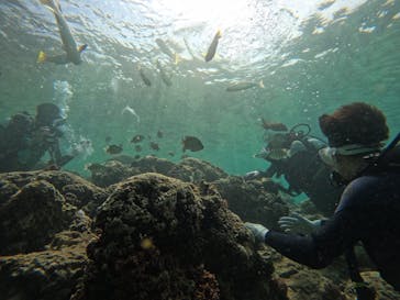 MalDive（モルダイブ）に投稿された画像（2020/9/29）