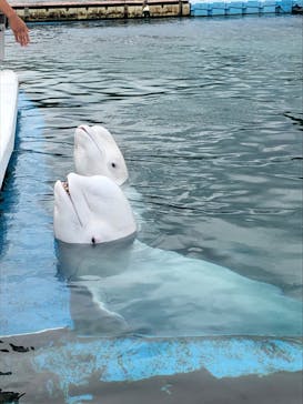 横浜・八景島シーパラダイスに投稿された画像（2020/9/29）