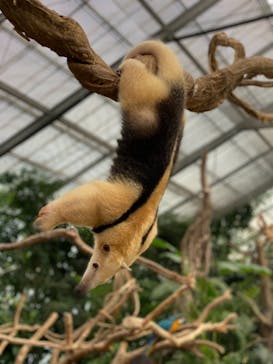 神戸どうぶつ王国に投稿された画像（2020/9/29）