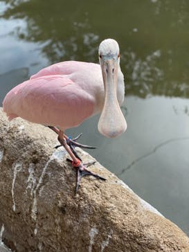 神戸どうぶつ王国に投稿された画像（2020/9/29）