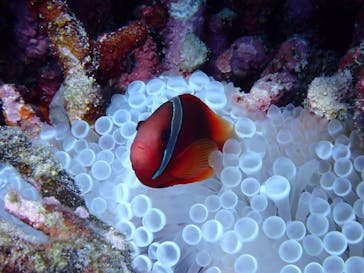 SeaJack divefamily （シージャック）に投稿された画像（2020/9/29）