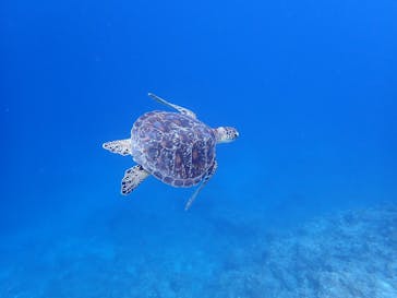 SeaJack divefamily （シージャック）に投稿された画像（2020/9/29）