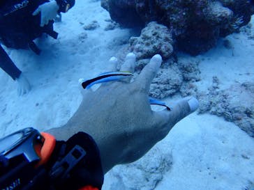 SeaJack divefamily （シージャック）に投稿された画像（2020/9/29）