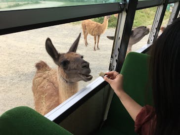 岩手サファリパークに投稿された画像（2020/9/29）