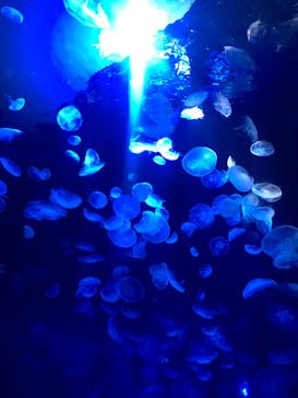 サンシャイン水族館に投稿された画像（2020/9/29）