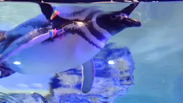 すみだ水族館に投稿された画像（2020/9/29）