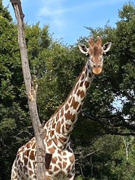 天王寺動物園に投稿された画像（2020/9/29）