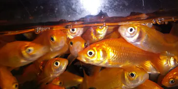 東京スカイツリーに投稿された画像（2020/9/29）