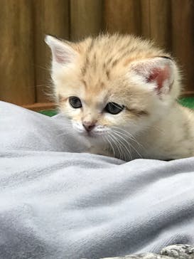 神戸どうぶつ王国に投稿された画像（2020/9/29）