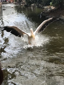 神戸どうぶつ王国に投稿された画像（2020/9/29）