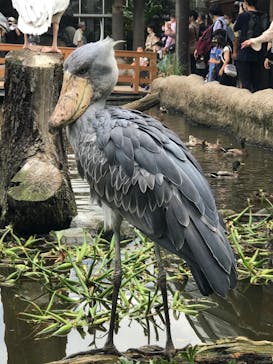 神戸どうぶつ王国に投稿された画像（2020/9/29）