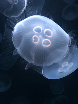 サンシャイン水族館に投稿された画像（2020/9/29）