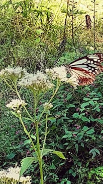 六甲高山植物園に投稿された画像（2020/9/30）