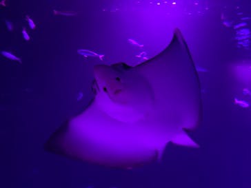 サンシャイン水族館に投稿された画像（2020/9/30）