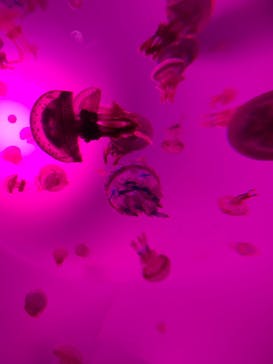 サンシャイン水族館に投稿された画像（2020/9/30）