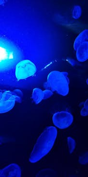 サンシャイン水族館に投稿された画像（2020/9/30）